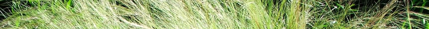Grasses