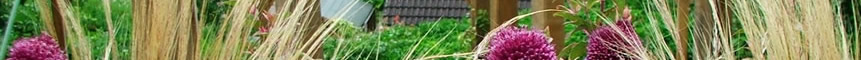 Grasses
